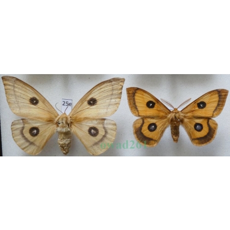 Aglia tau (Linnaeus, 1758) pair Lotnica zyska Poland25e